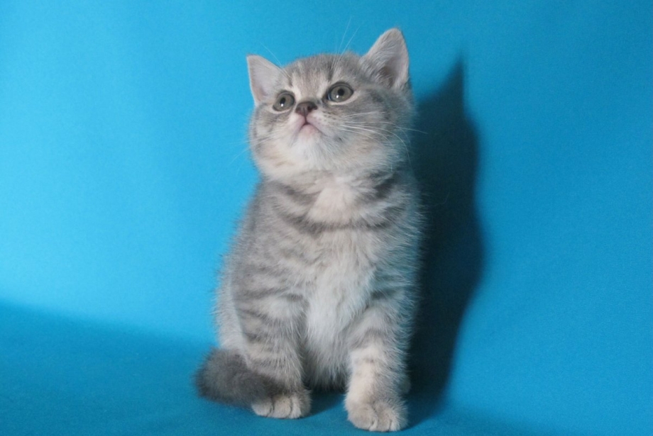 Шотландская короткошёрстная кошка прямоухая