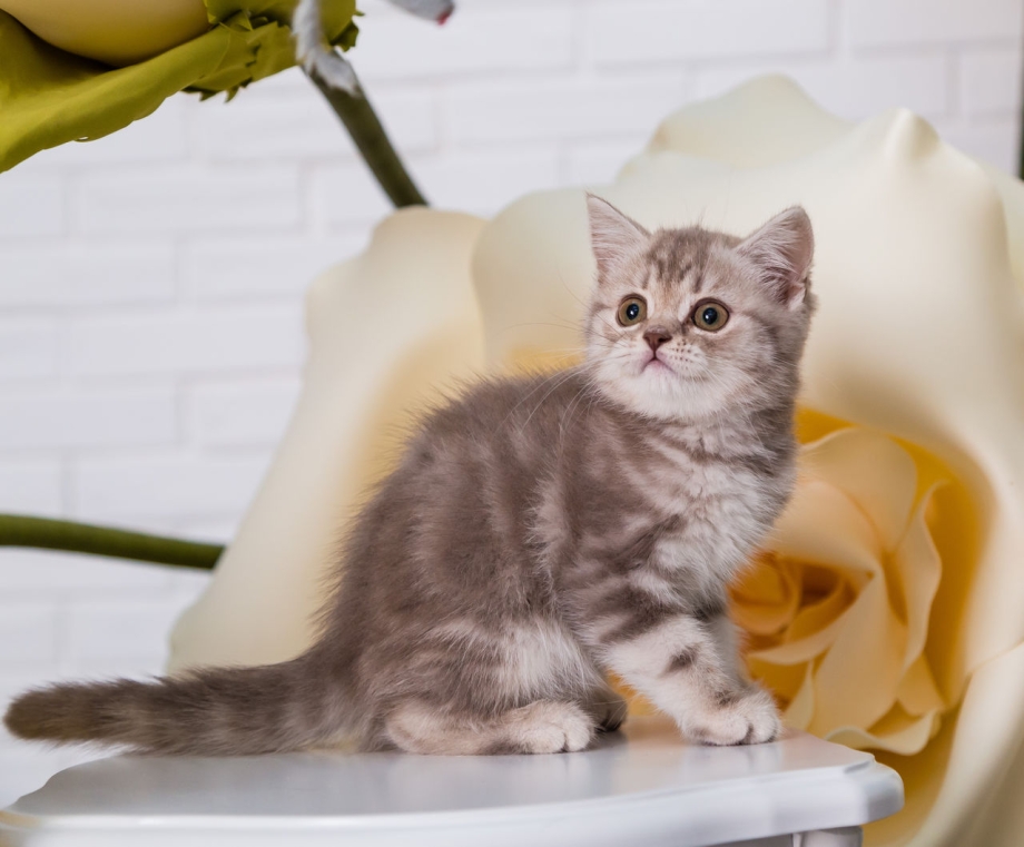 Шотландская короткошерстная шиншилла