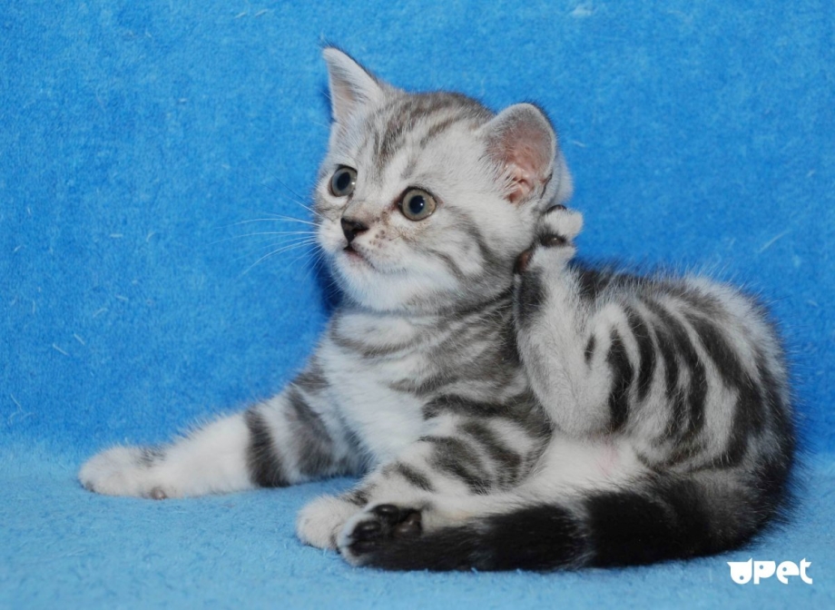 Шотландская прямоухая кошка лиловый мрамор