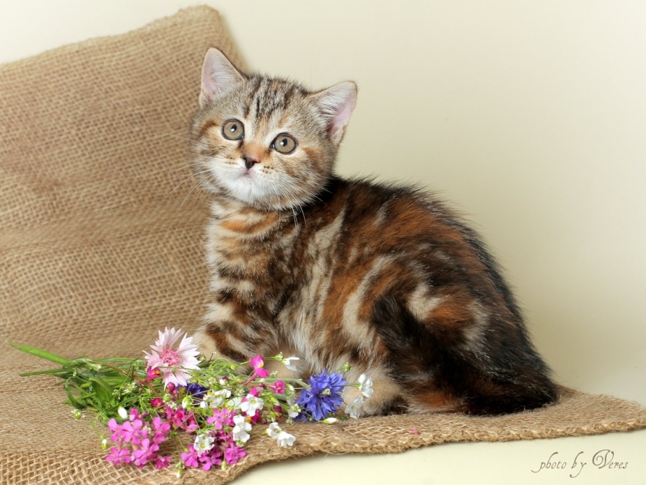 Скоттиш страйт шотландский кот взрослый прямоухий бежевый