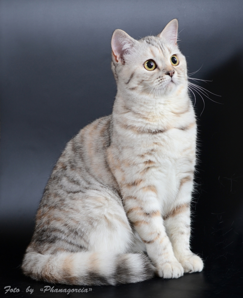 Шотландская прямоухая кошка табби