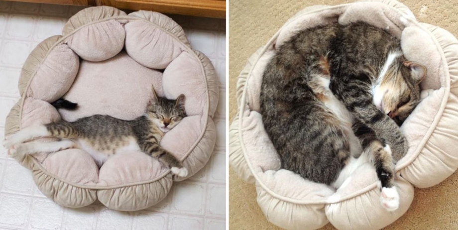 Кошка спит в лежанке