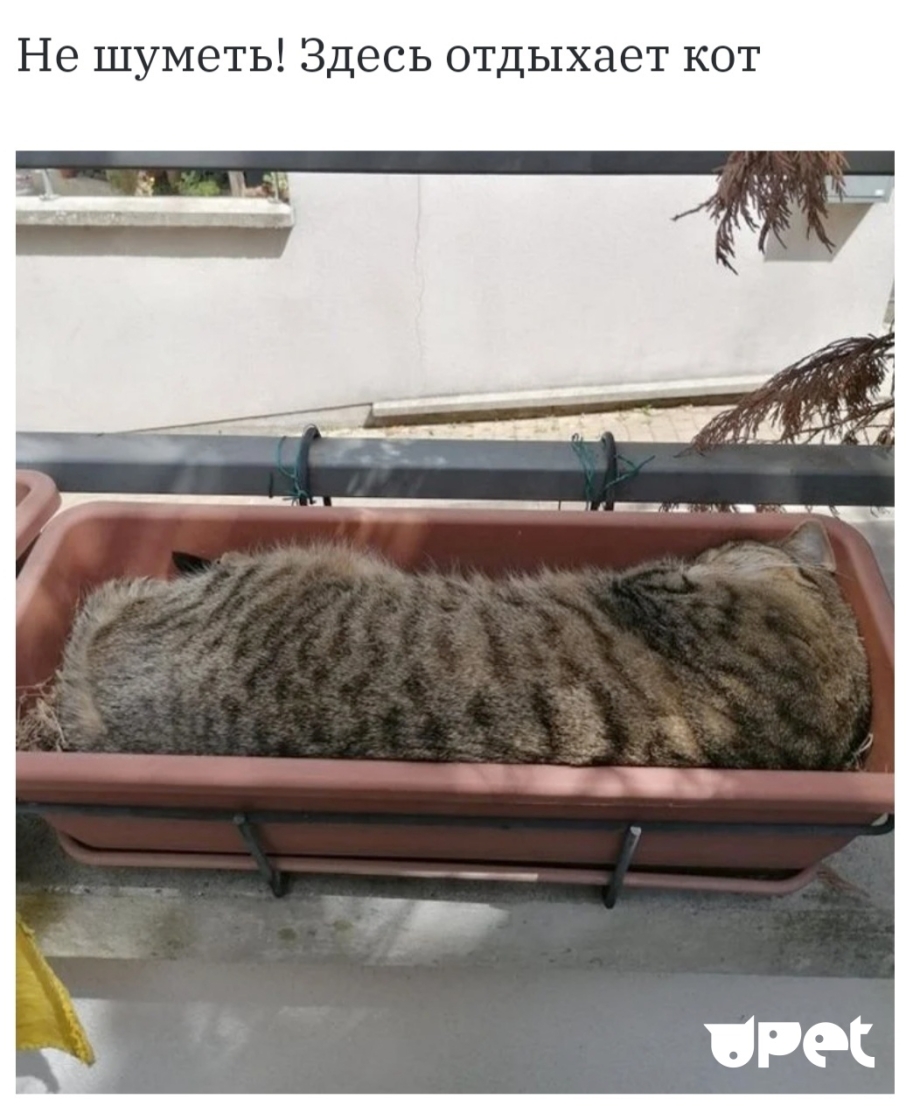 Лежанка для котика