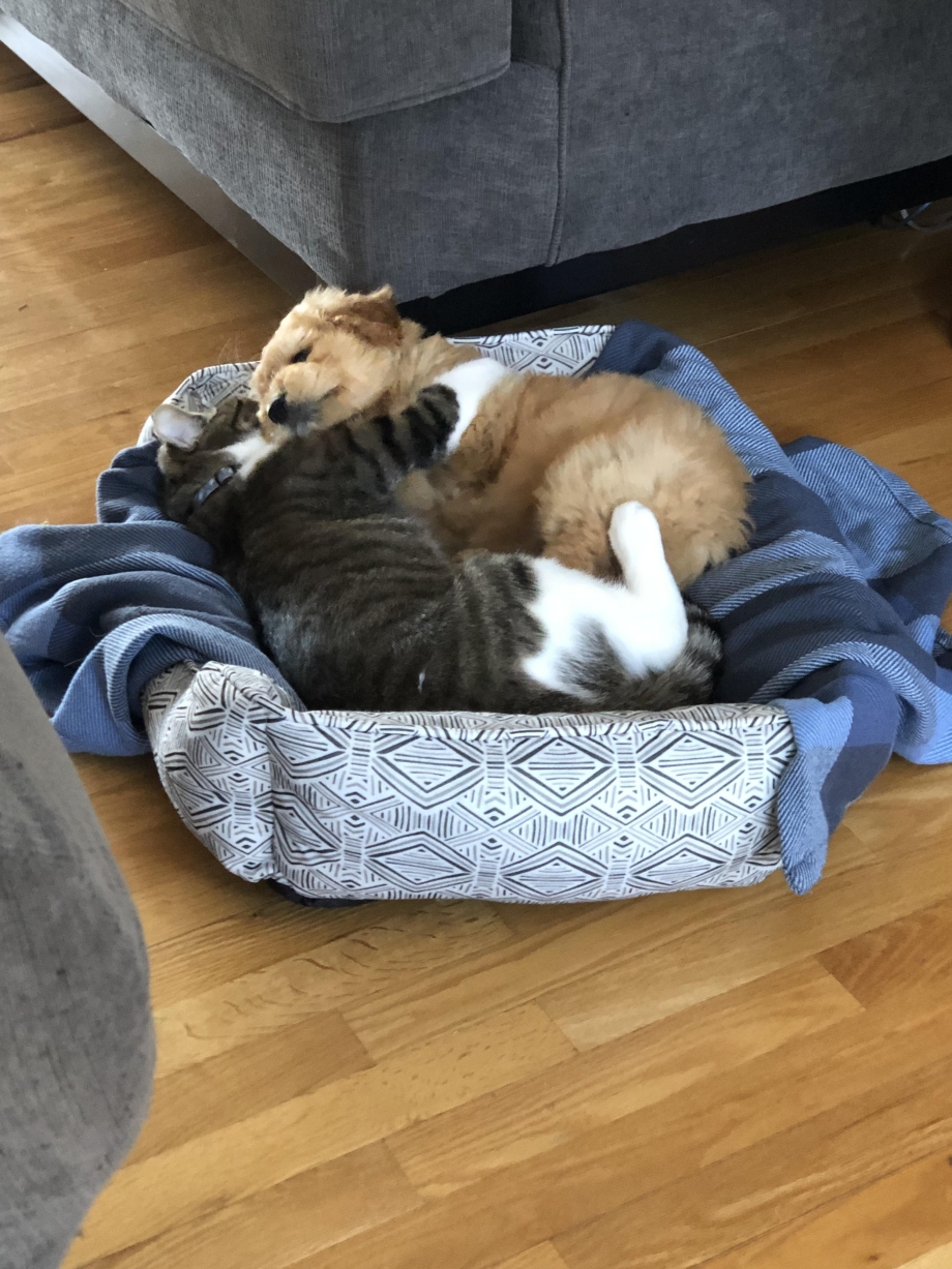 Кошка спит в переноске