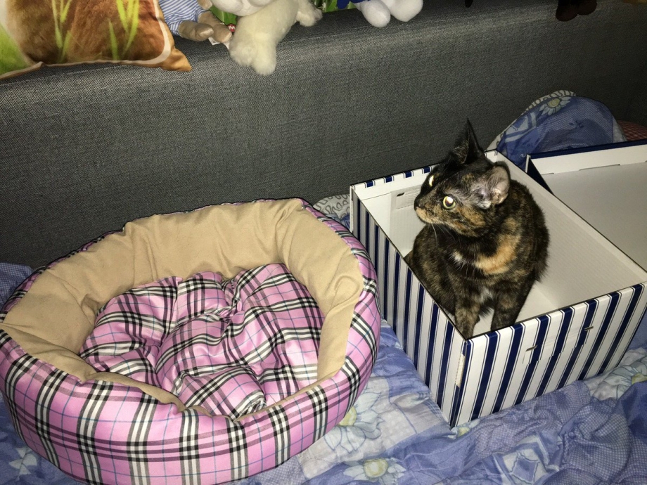 Лежак коробка для кота