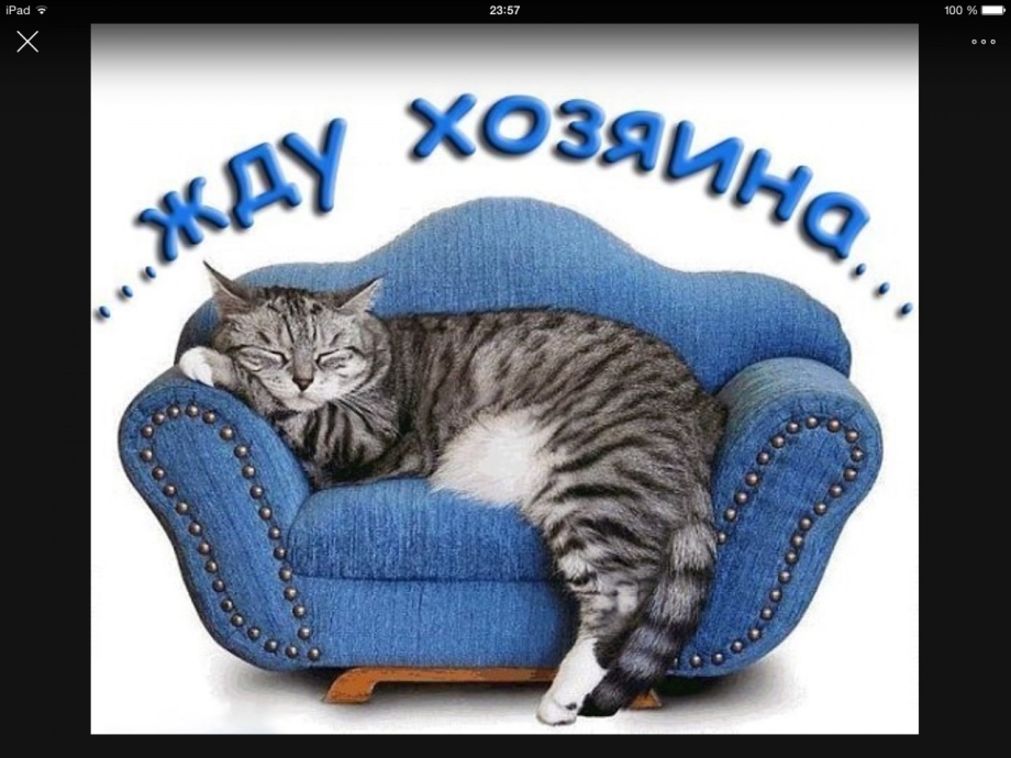 Коты спят в неудобных местах