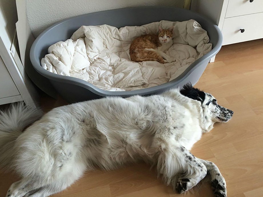 Matforcat лежак
