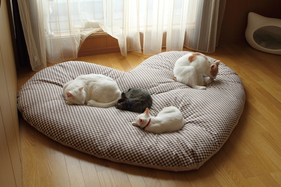 Как приучить котёнка спать в лежанке