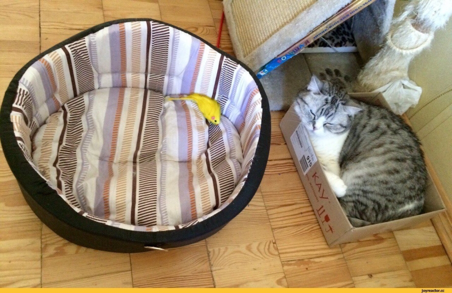 Кошка спит в коробке