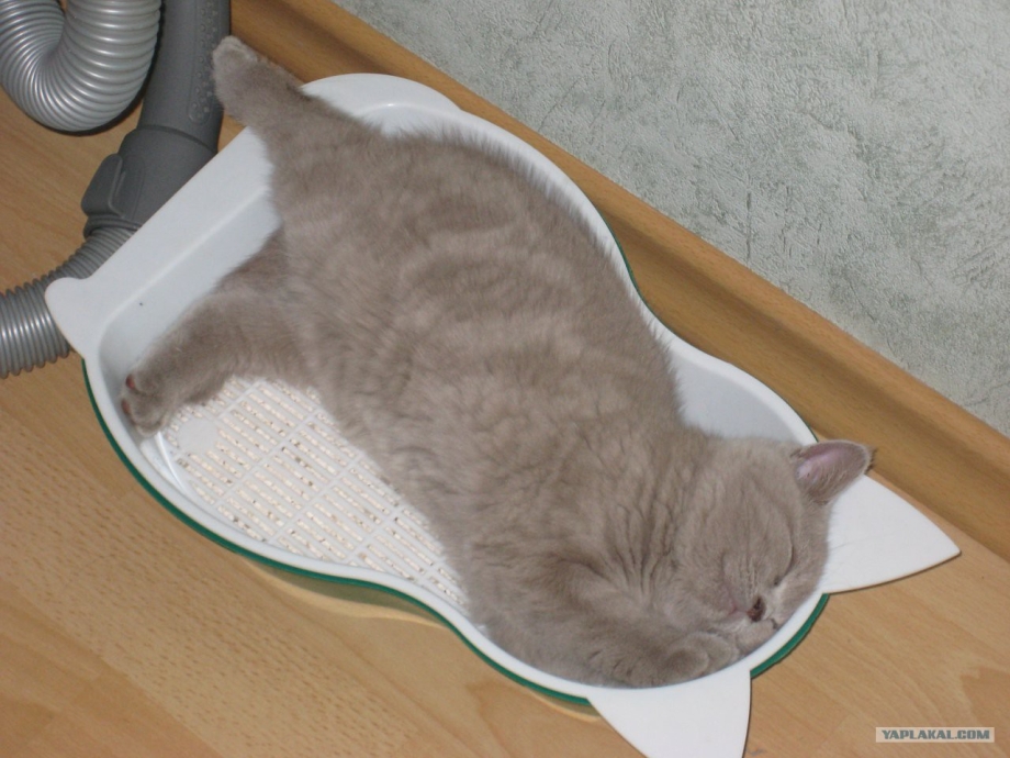 Домик для кота прикол