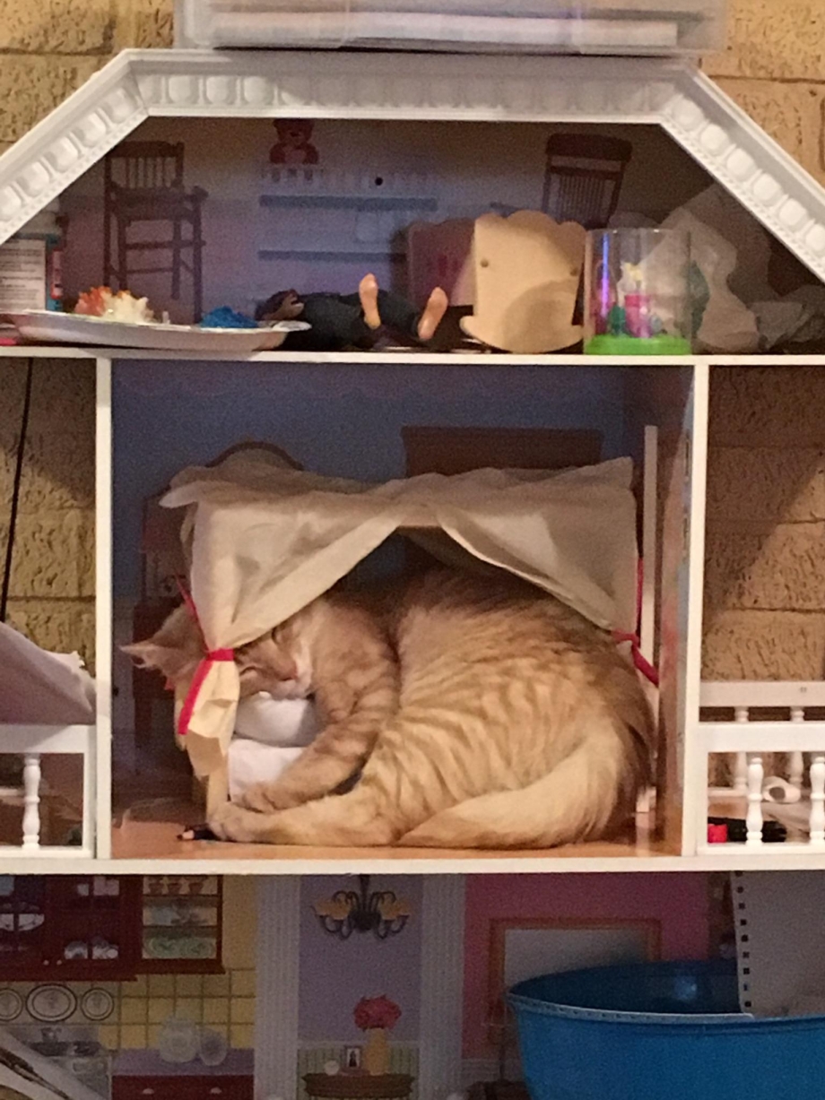 Кот в собачьей лежанке