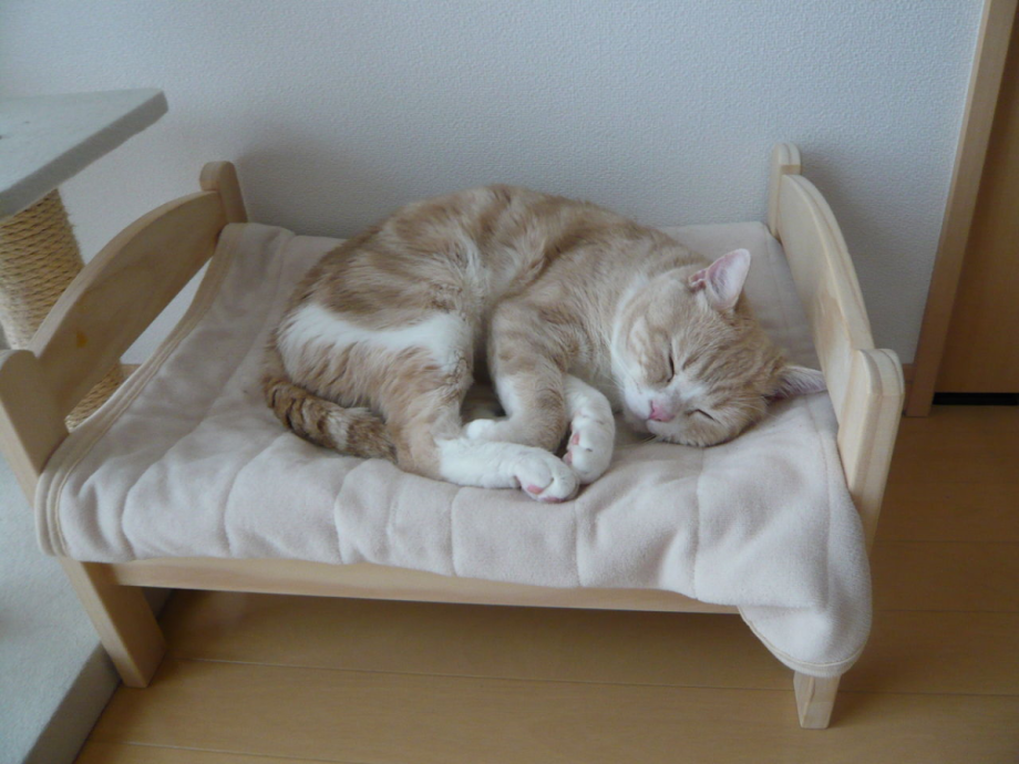 Кот спит в поилке
