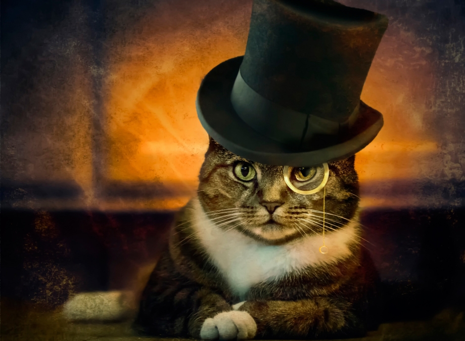 Котик в шляпке