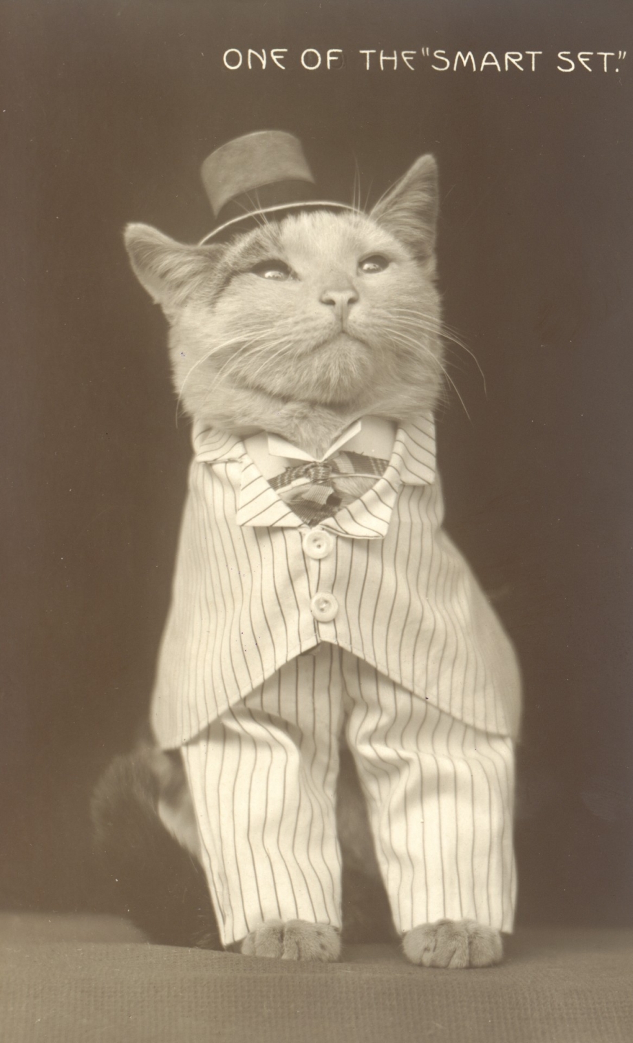 Mr Bigglesworth кот