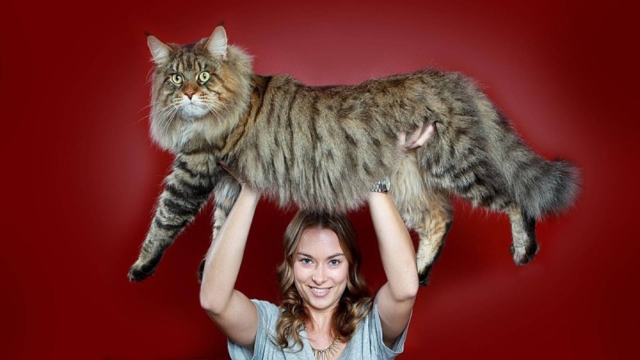Кот Маккуин