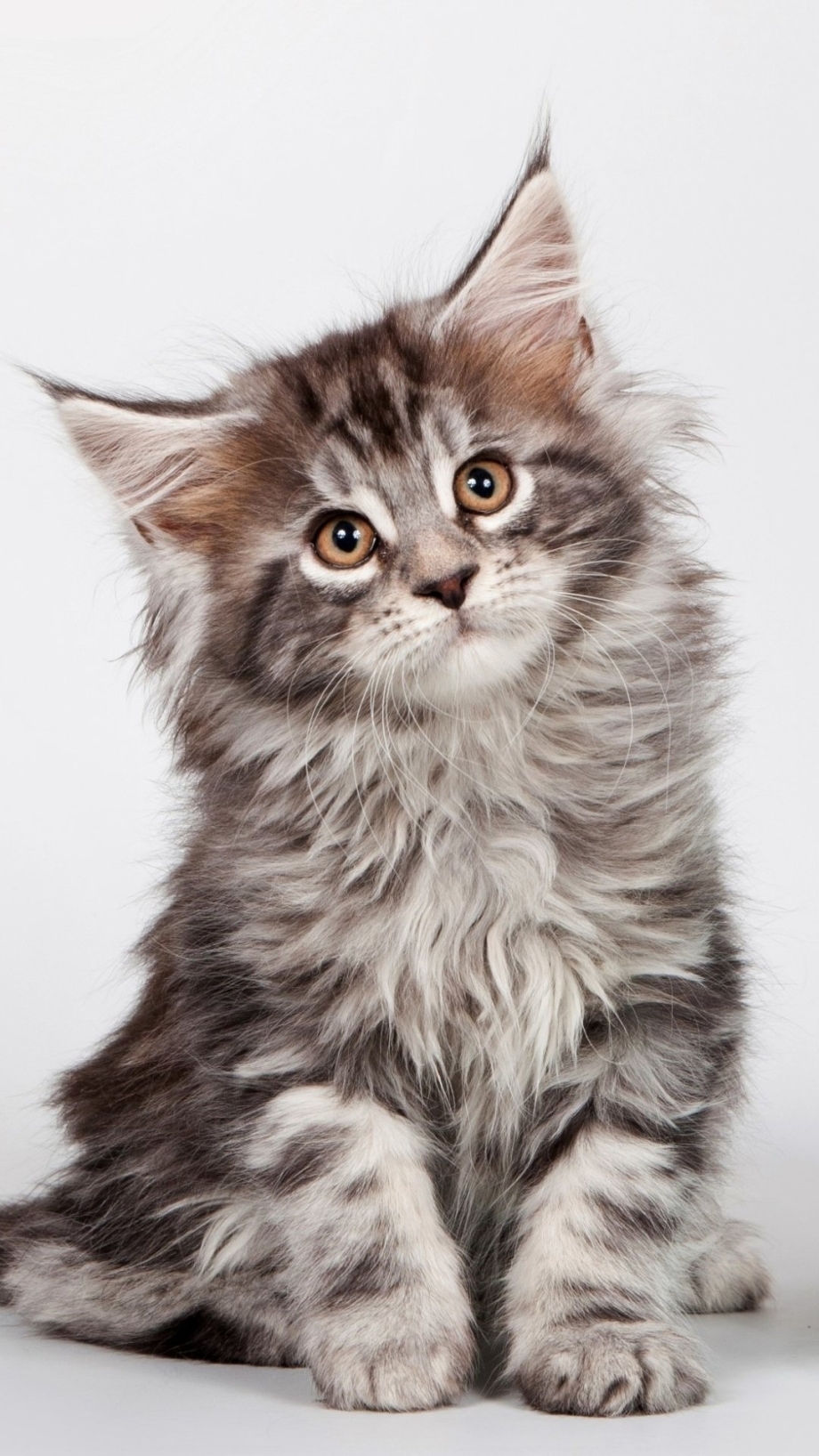 Кошка Мейн кун