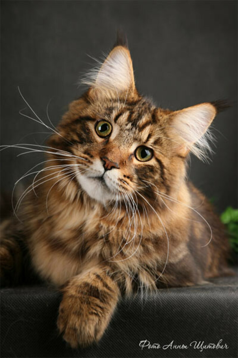 Коты Мейн куны