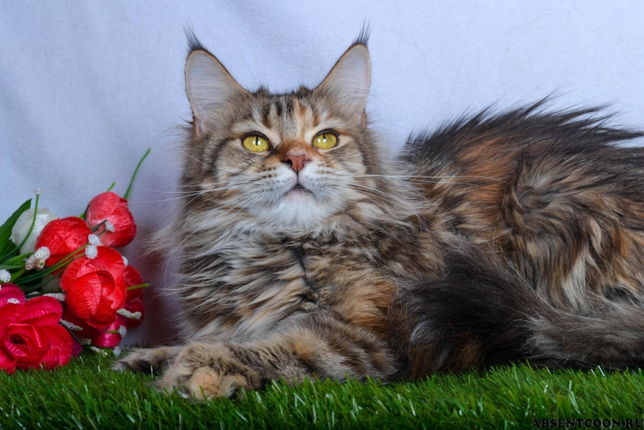 Большая кошка Мейн кун