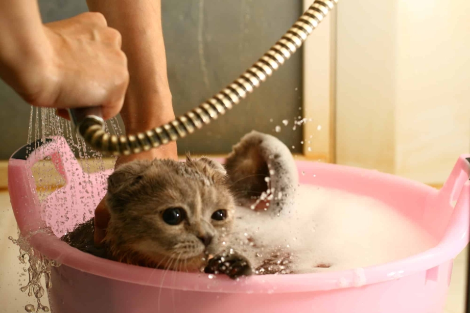 Котенок моется