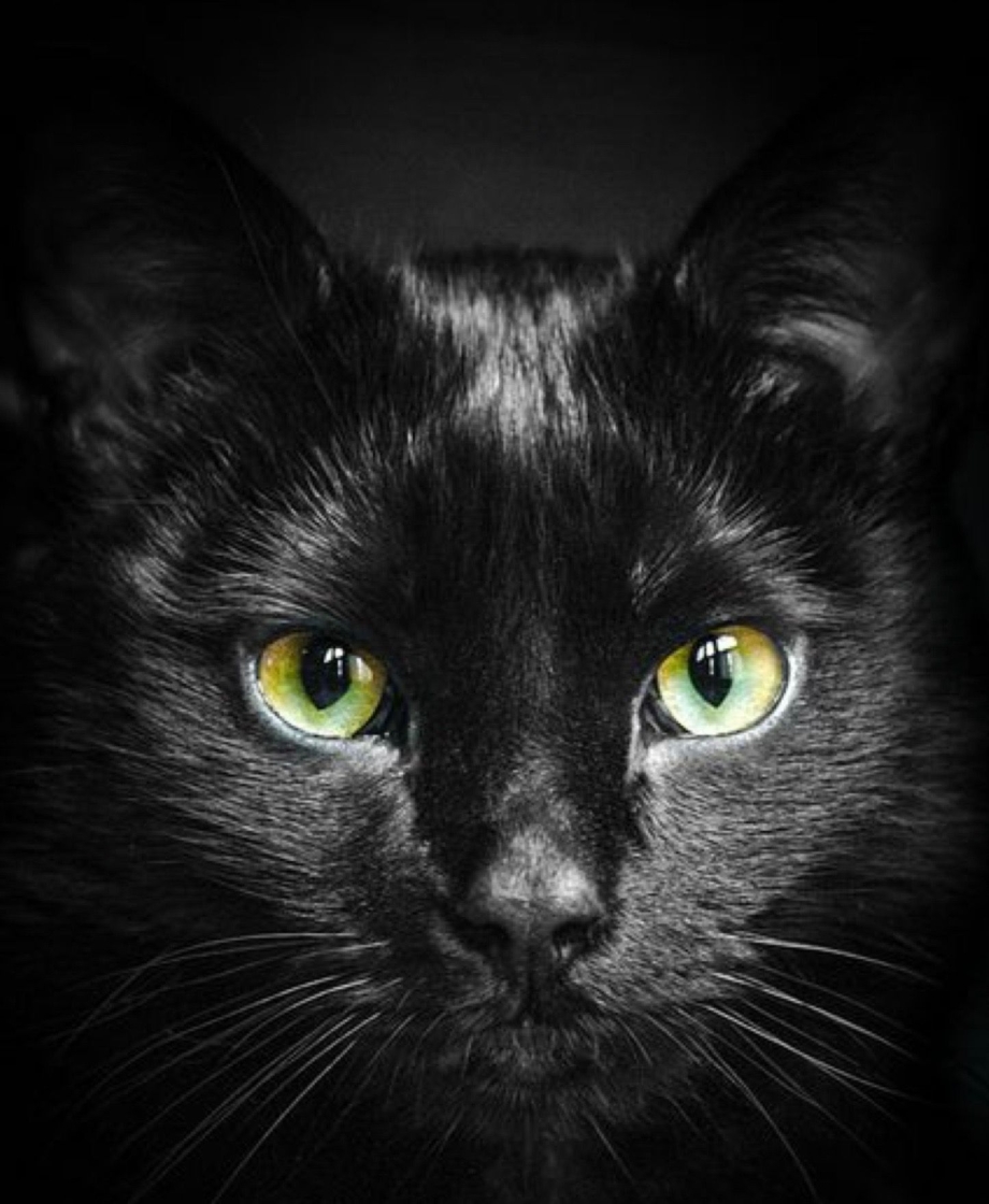 Красивая черная кошка с зелеными глазами