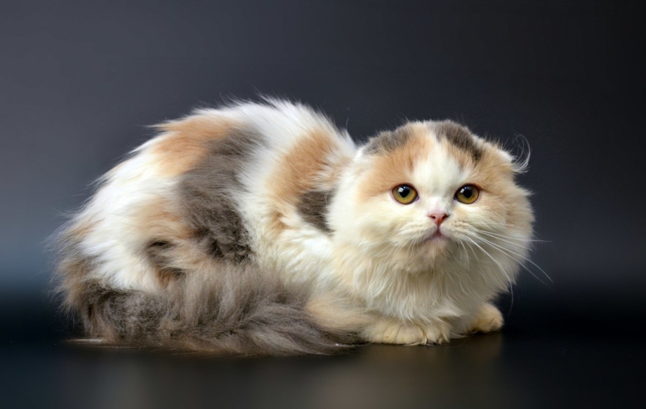 Котята породы хайленд фолд