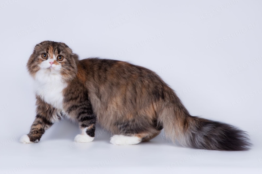 Скоттиш хайленд