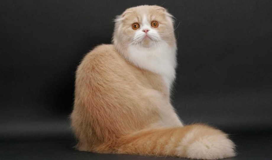 Шотландская вислоухая кошка
