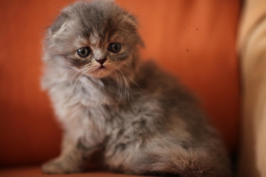 Скоттиш-фолд Шотландская вислоухая кошка длинношерстная