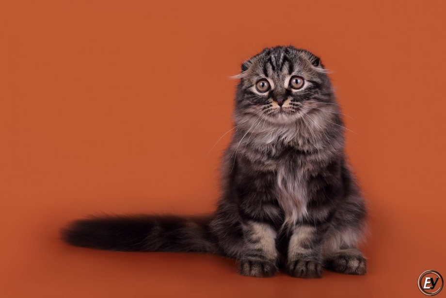Котята хайленд фолд