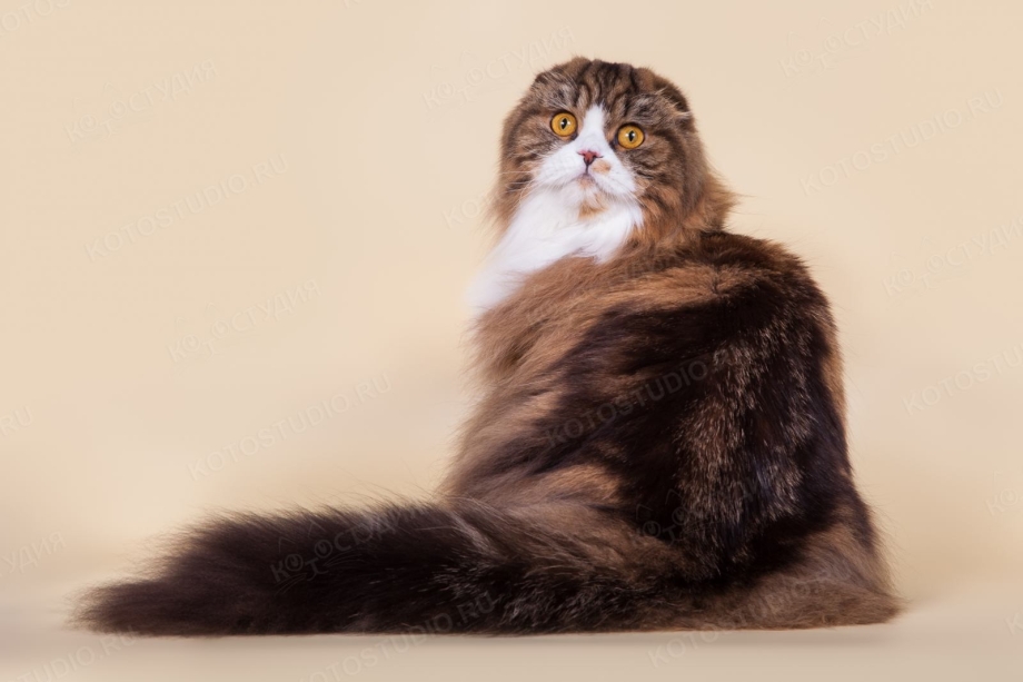 Скоттиш фолд длинношерстный