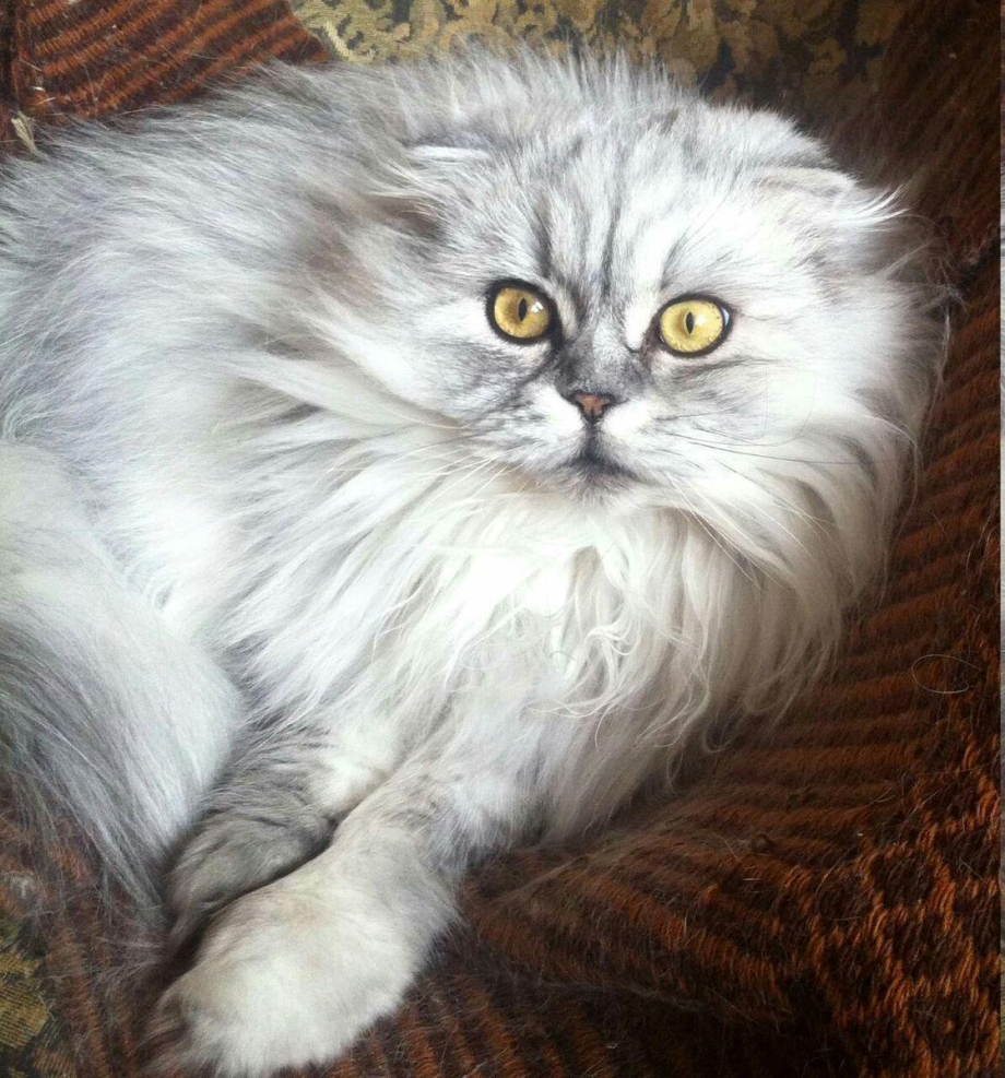 Шотландская вислоухая кошка хайленд