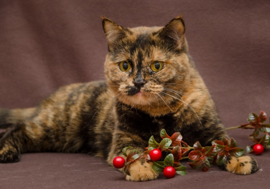 Коты черепахового окраса