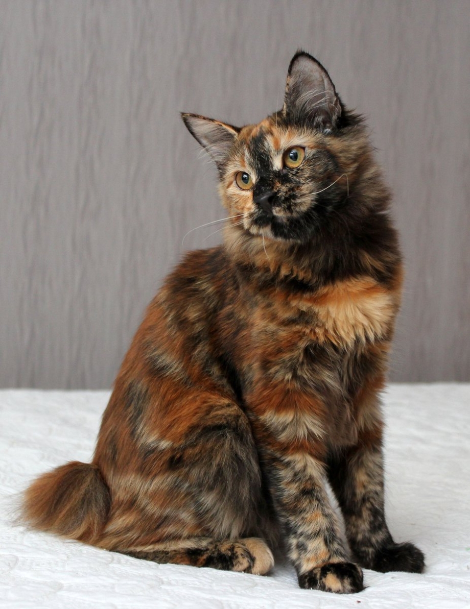 Кот черепахового окраса