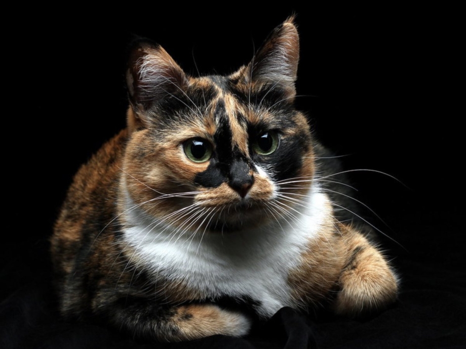 Кошка черепахового окраса