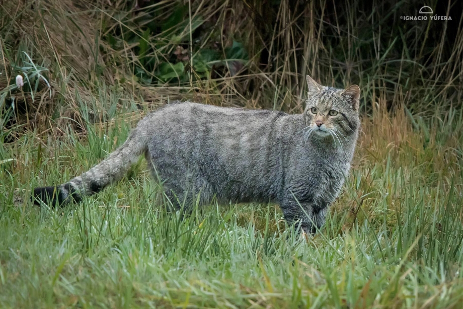 Серый Европейский Лесной кот