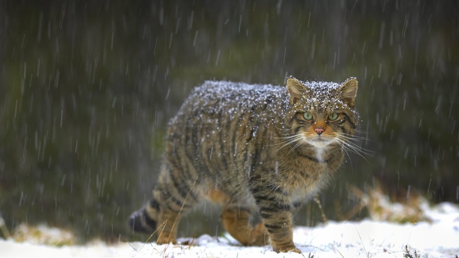 Амурский Лесной кот
