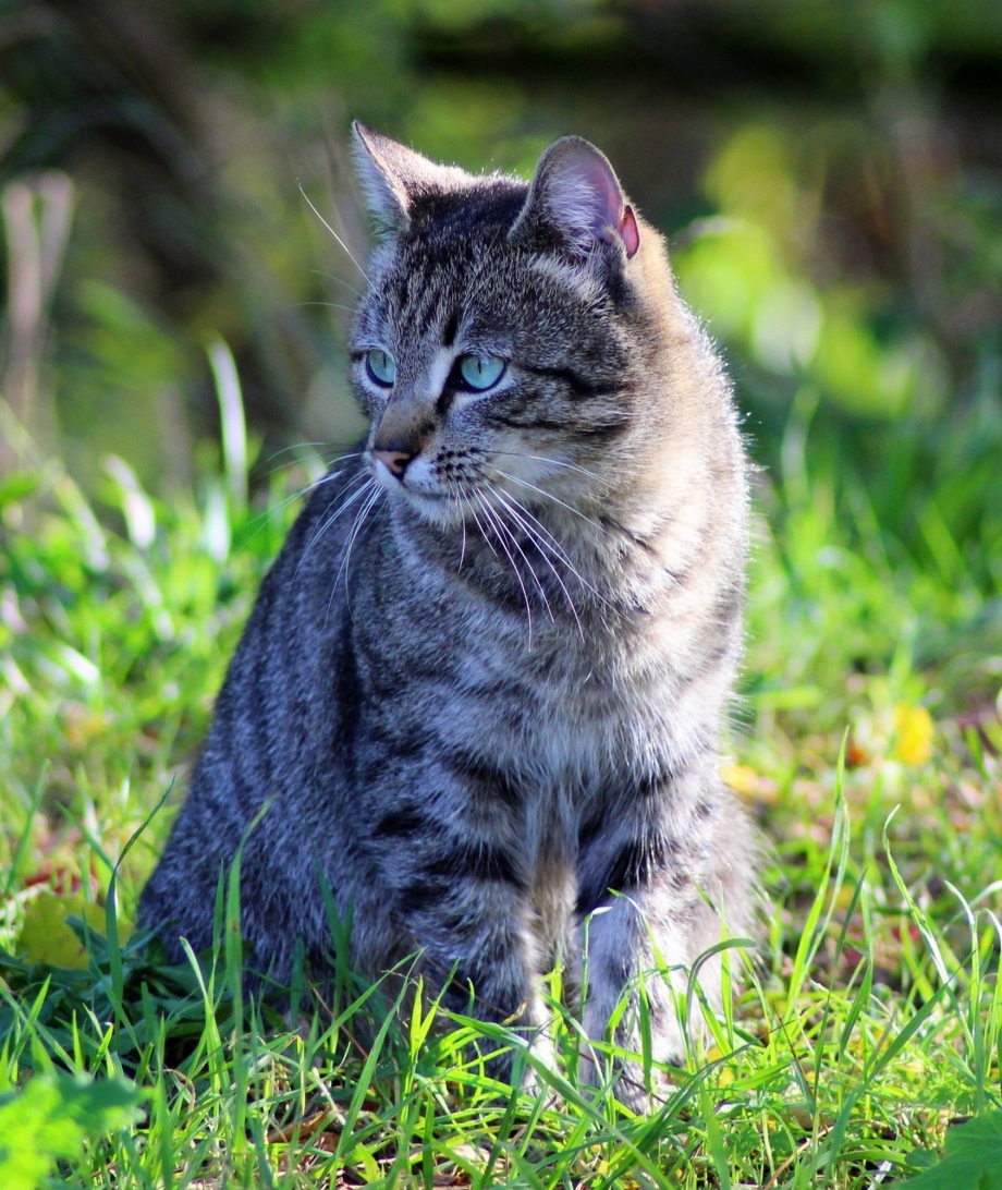 Британский Лесной кот