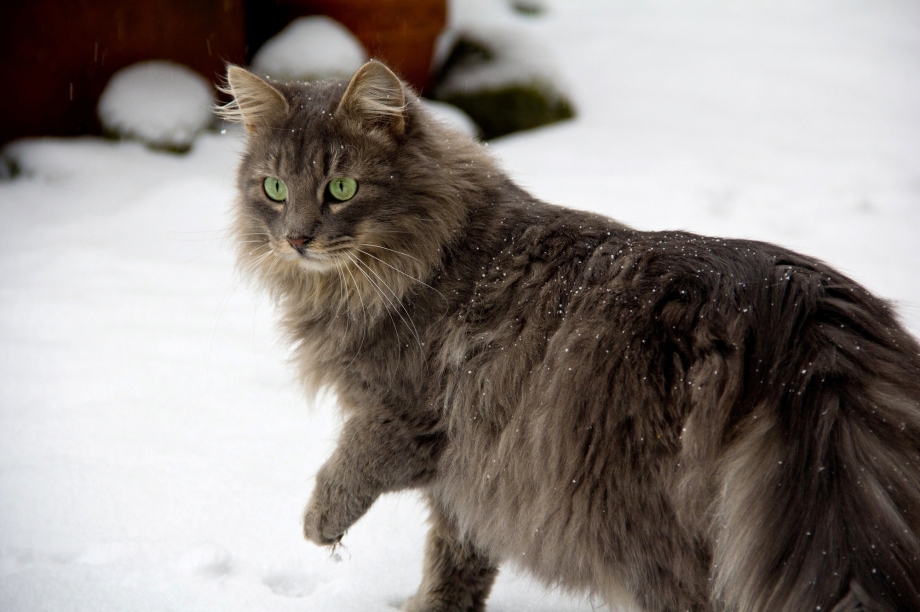 Норвежская Лесная кошка лапы