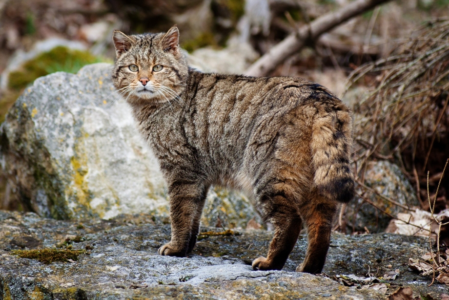 Шотландская Лесная кошка