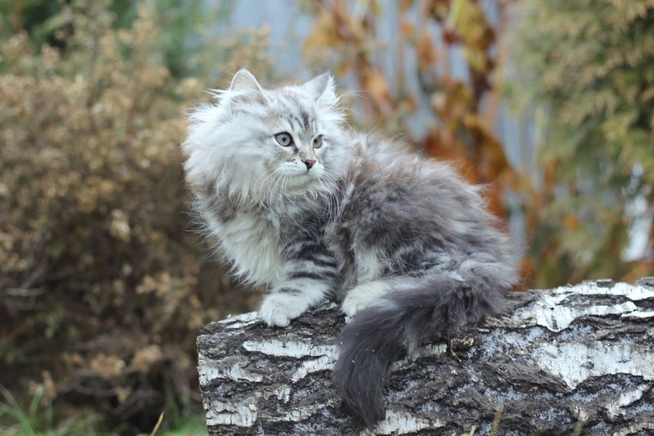 Сибирская пушистая кошка серая