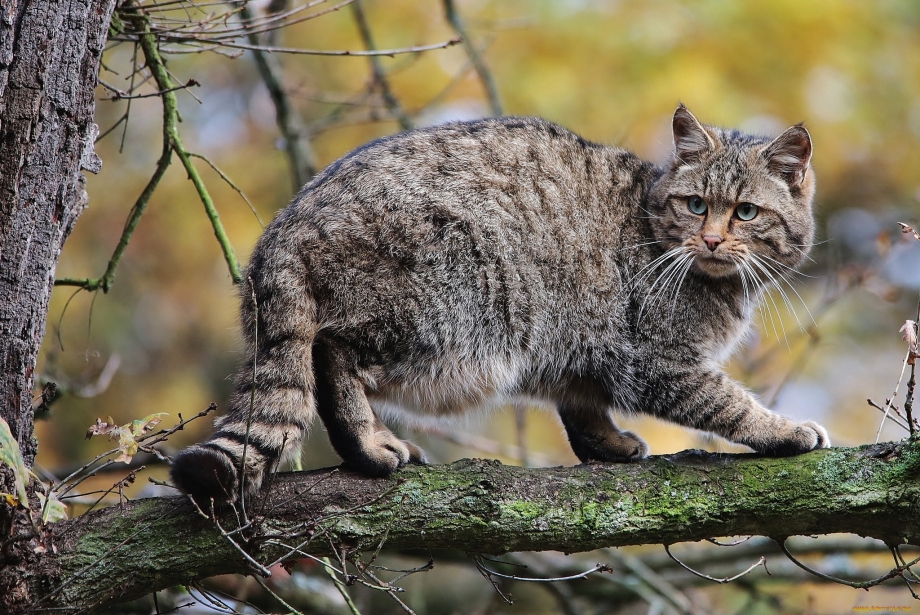 Шотландский дикий Лесной кот