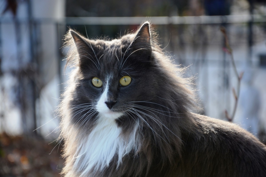 Норвежская длинношерстная Лесная кошка