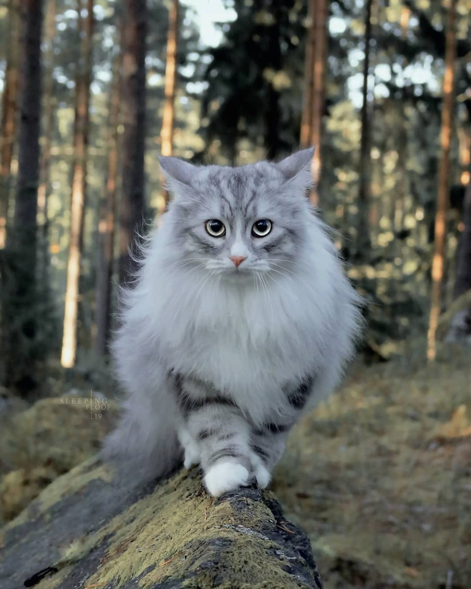 Норвежский Лесной кот