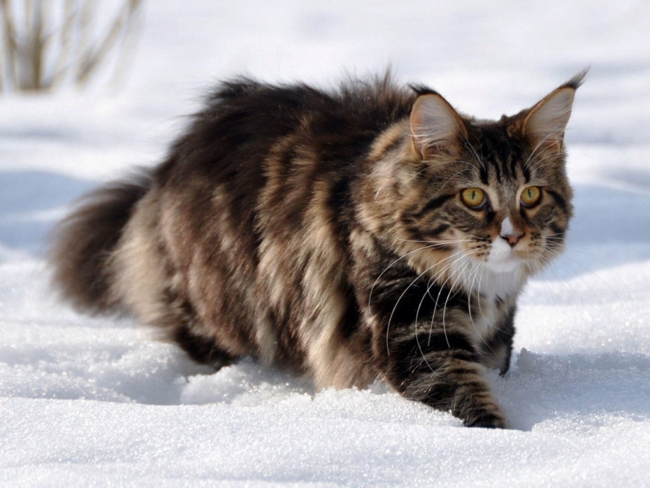Австралийский дикий кот