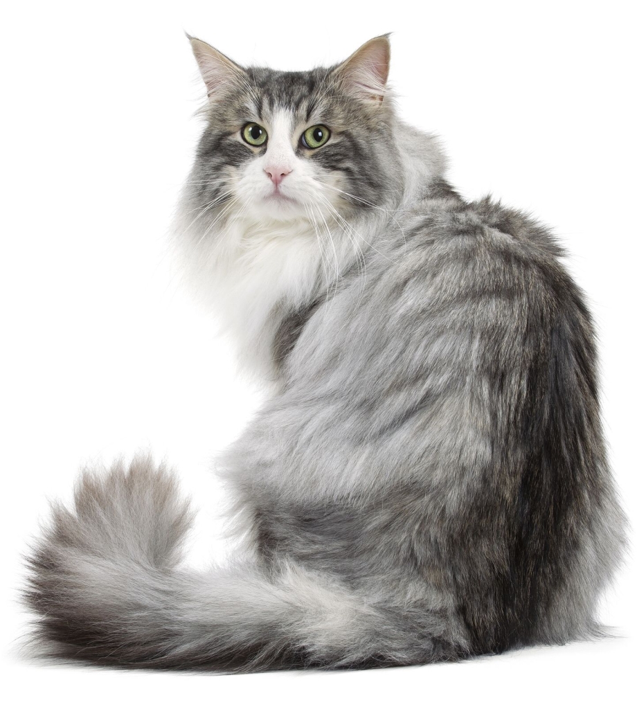 Кошки. Норвежская длинношерстная