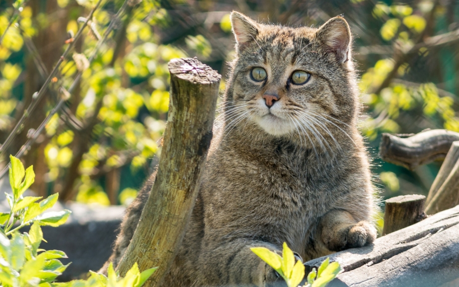 Европейский Лесной кот камышовый