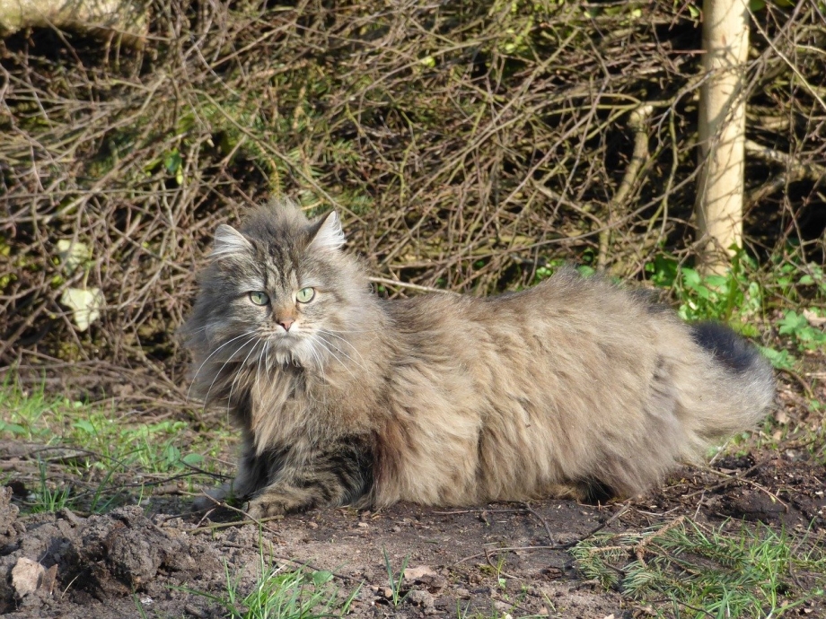 Норвежская длинношерстная Лесная кошка
