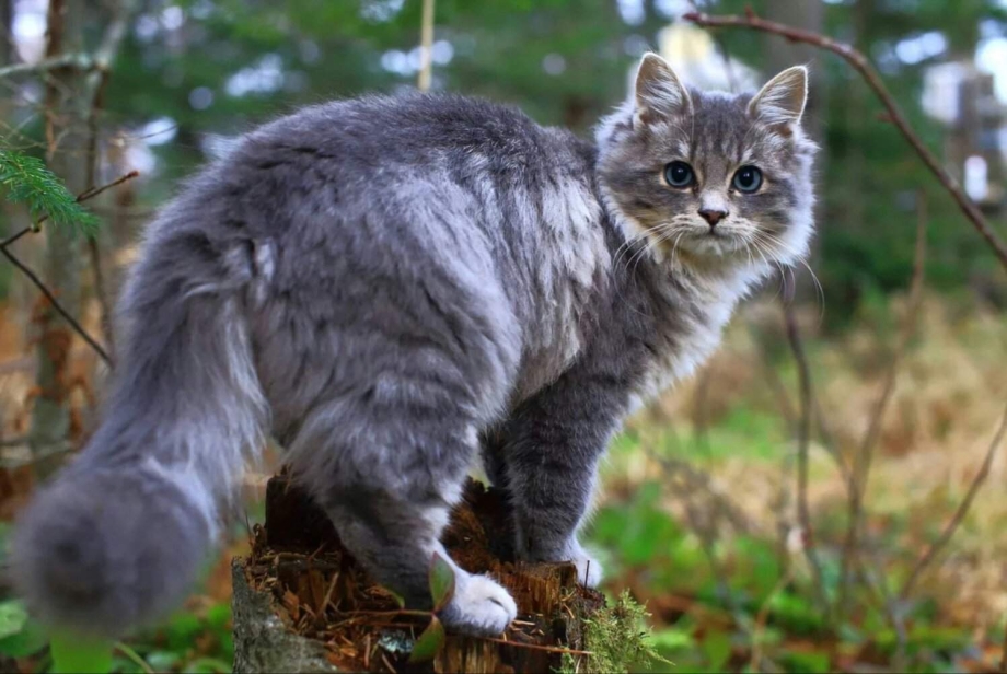 Коты Воители в реальной жизни