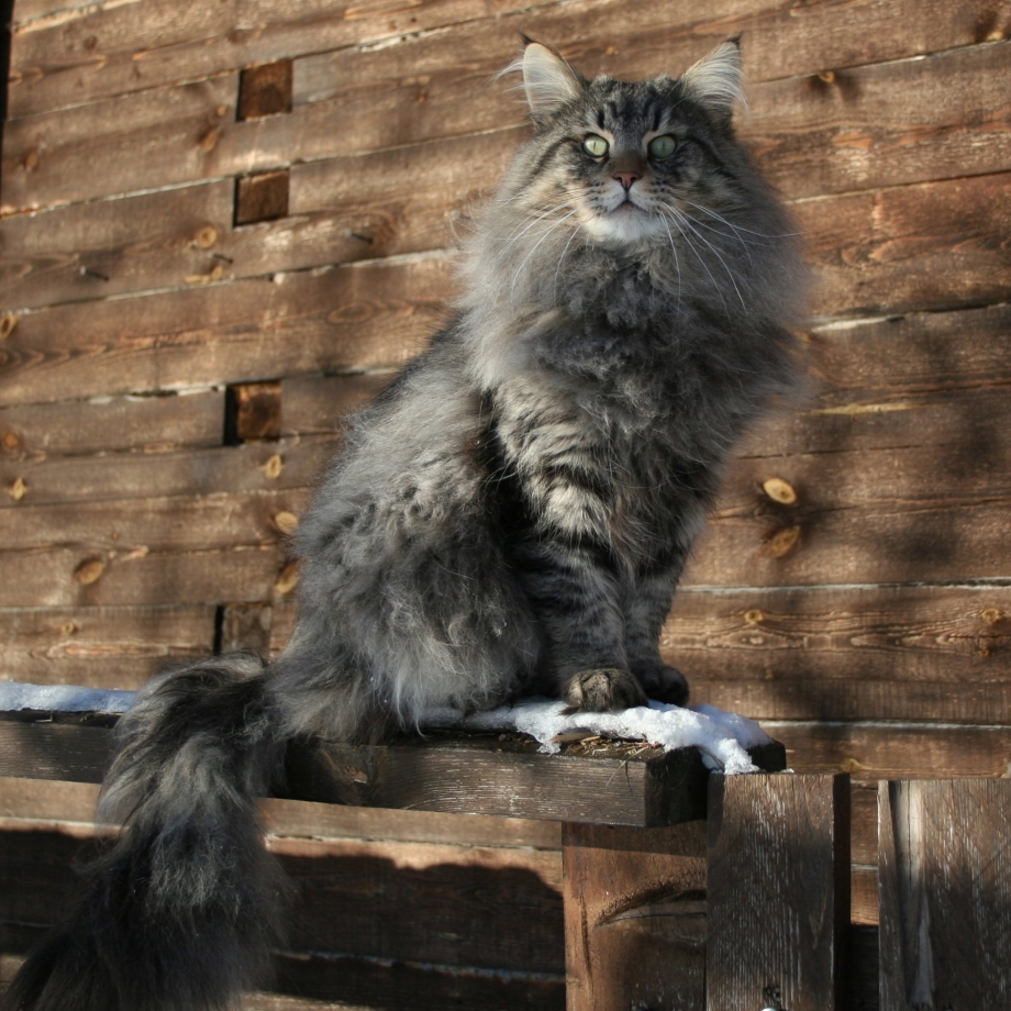 Норвежский Лесной кот серый