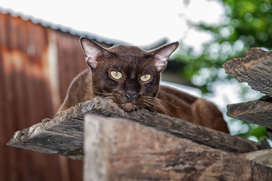 Бурманская короткошерстная кошка